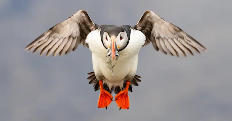 Atlantic puffin, Iceland.