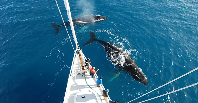 Nat Hab guests whale-watching aboard S/V Australis, Antarctica.