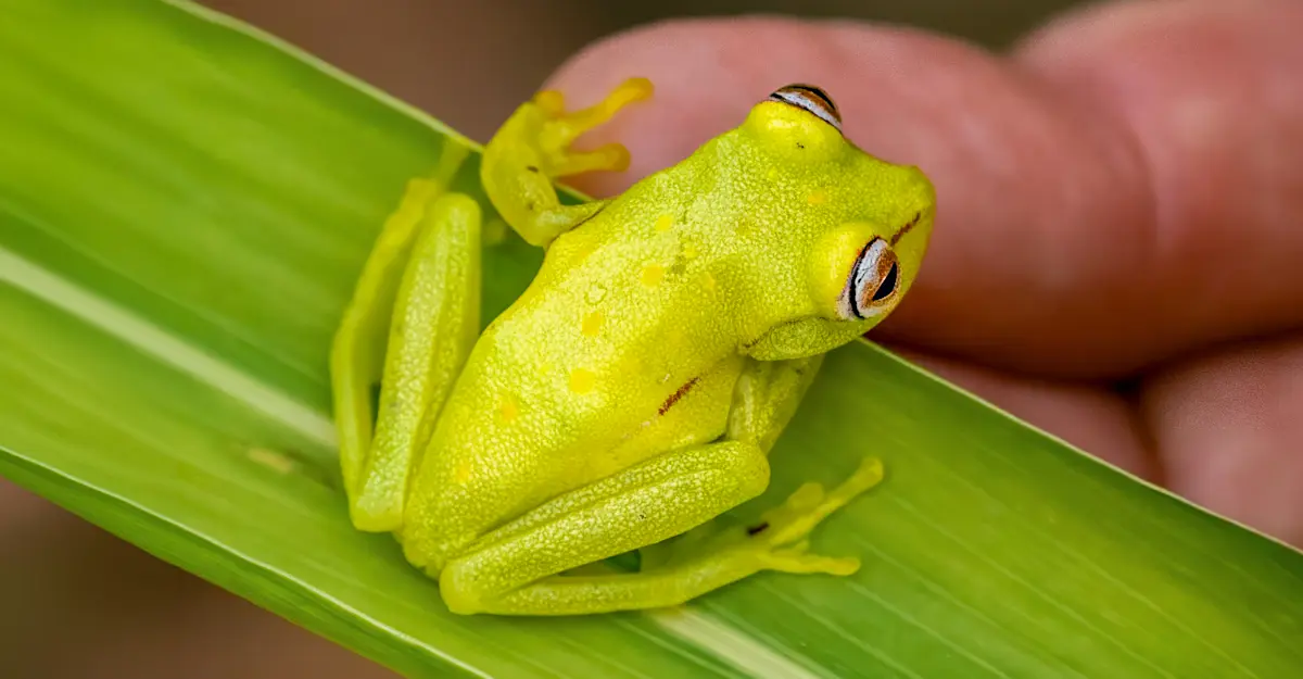 Polka-dot tree frog, Amazon, Peru.