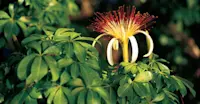 Guiana chestnut flower, Costa Rica.