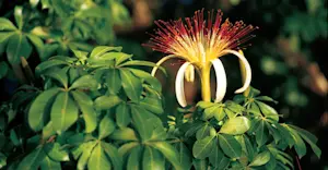 Guiana chestnut flower, Costa Rica.