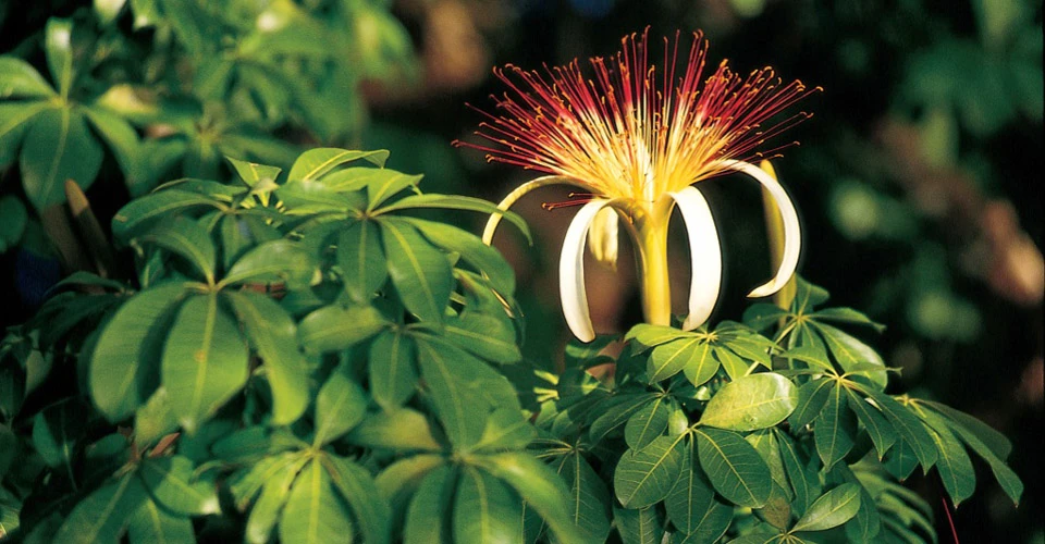 Guiana chestnut flower, Costa Rica.