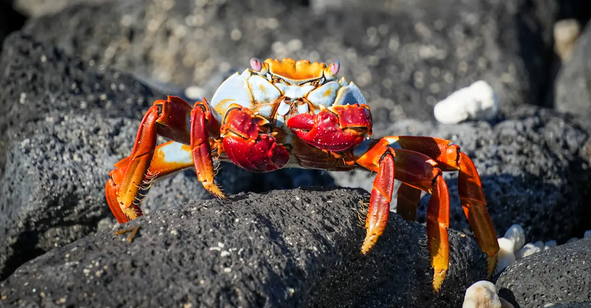 Sally lightfoot crab, Galapagos Islands.