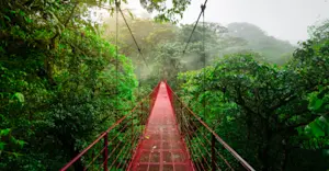 Suspension bridge, Monteverde Cloud Forest Reserve, Costa Rica.
