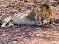 The king of Africa, lounging in Matusadona National Park, Zimbabwe.