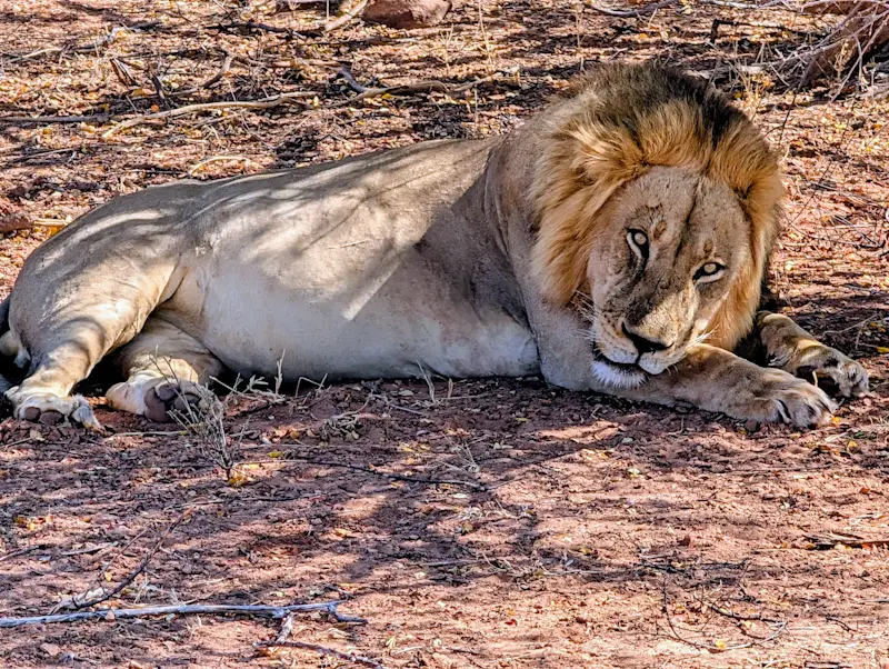 The king of Africa, lounging in Matusadona National Park, Zimbabwe.