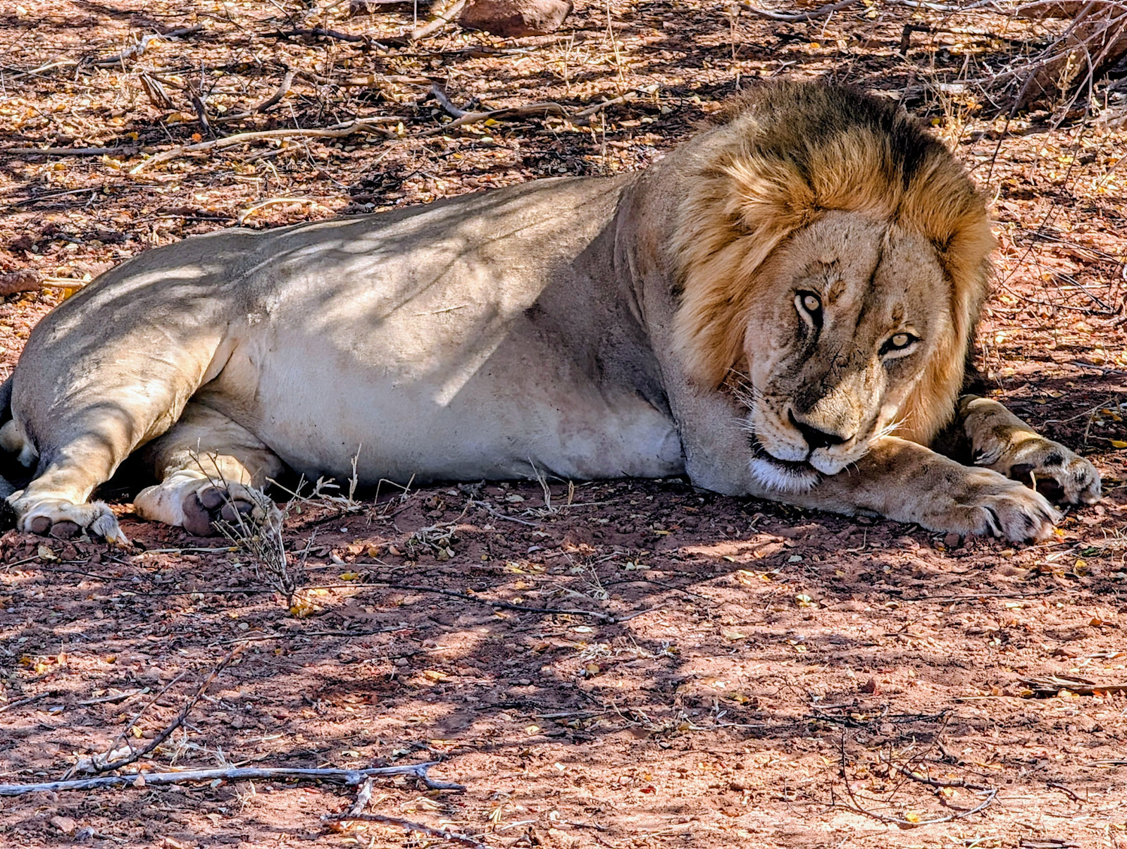 The king of Africa, lounging in Matusadona National Park, Zimbabwe.