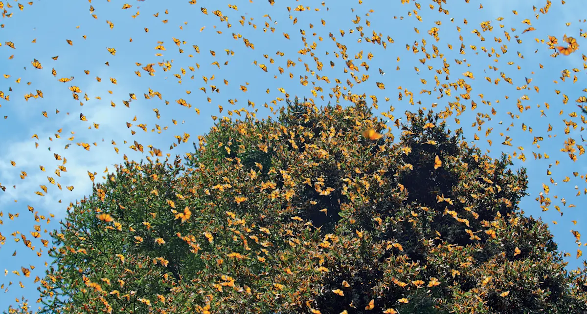 Monarch butterflies, El Rosario Butterfly Sanctuary, Angangueo, Mexico.