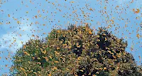 Monarch butterflies, El Rosario Butterfly Sanctuary, Angangueo, Mexico.