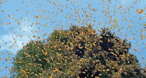 Monarch butterflies, El Rosario Butterfly Sanctuary, Angangueo, Mexico.