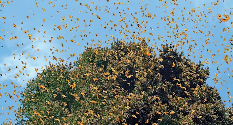 Monarch butterflies, El Rosario Butterfly Sanctuary, Angangueo, Mexico.