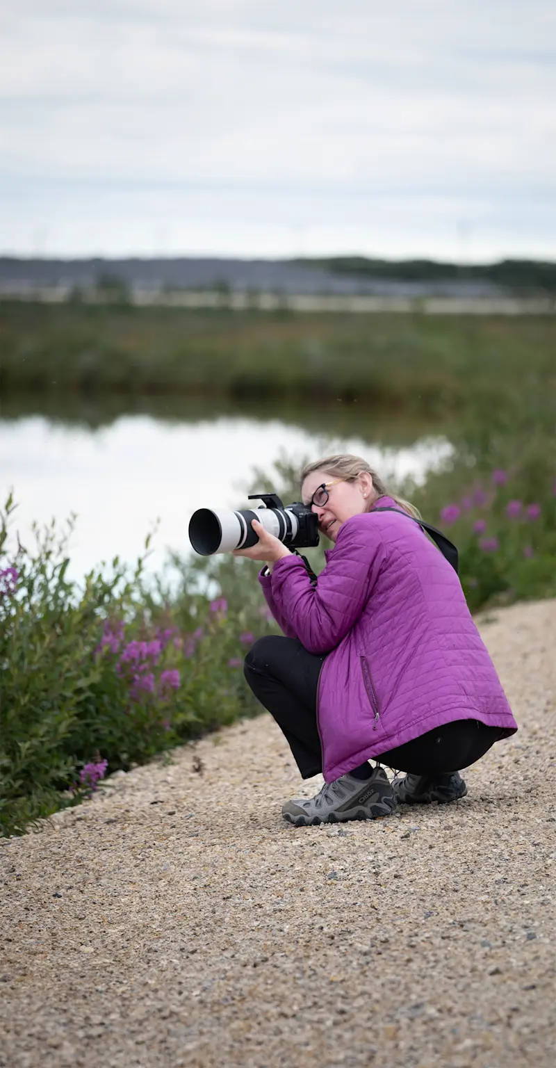 Nat Hab guest photographing wildflowers, Churchill, Manitoba.