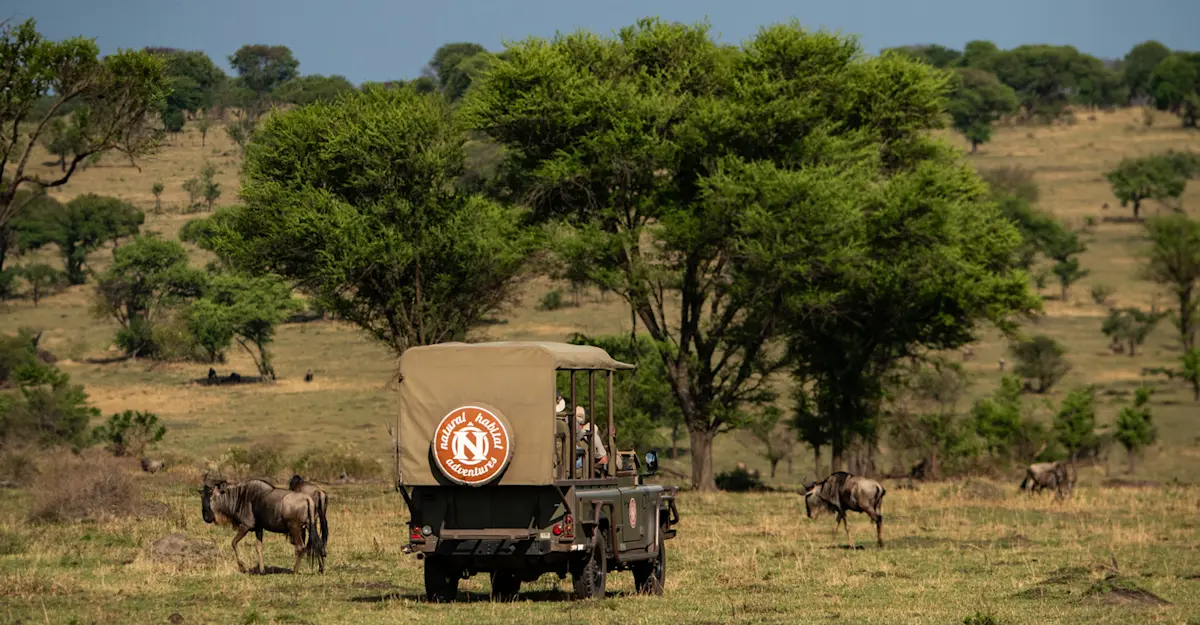 Wildebeests, Private Mara Conservancy, Kenya.