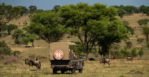 Wildebeests, Private Mara Conservancy, Kenya.