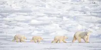 Polar bear with cubs, Churchill, Manitoba.