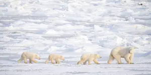 Polar bear with cubs, Churchill, Manitoba.