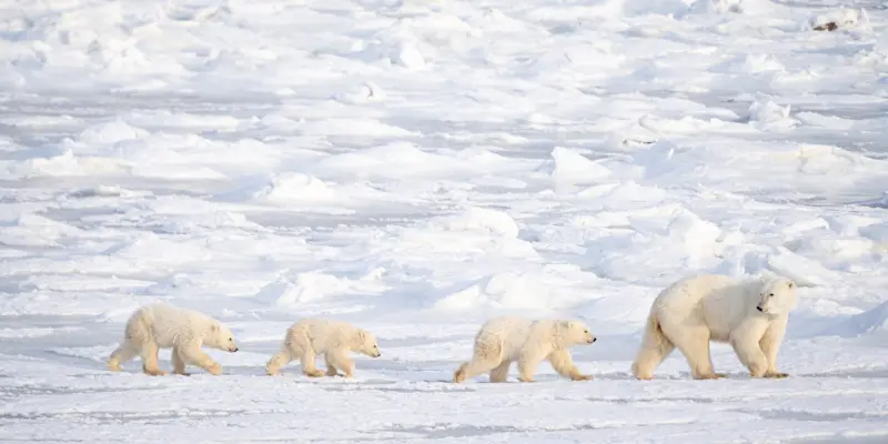 Polar bear with cubs, Churchill, Manitoba.