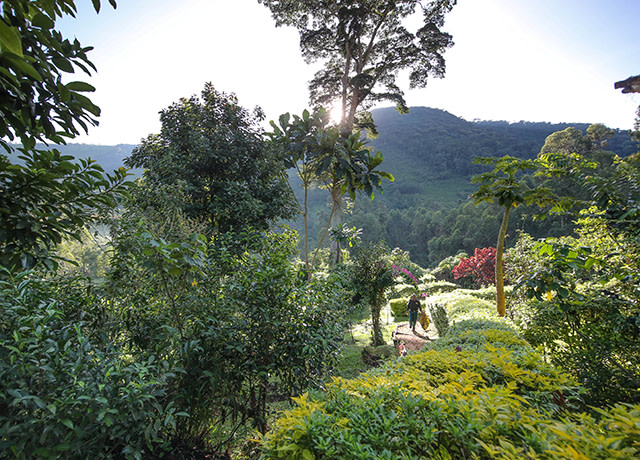 Mahogany Springs Lodge Bwindi Impenetrable National Park Uganda