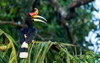 Rhinoceros hornbill, Borneo.