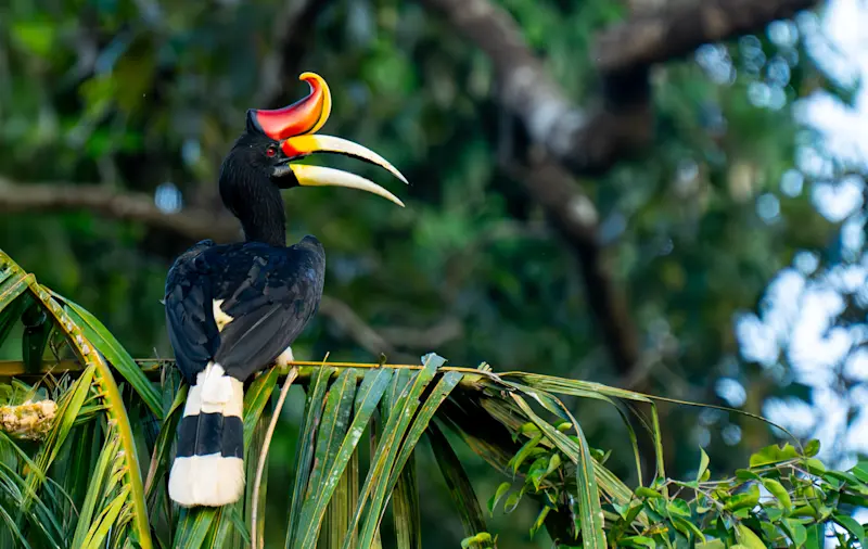Rhinoceros hornbill, Borneo.
