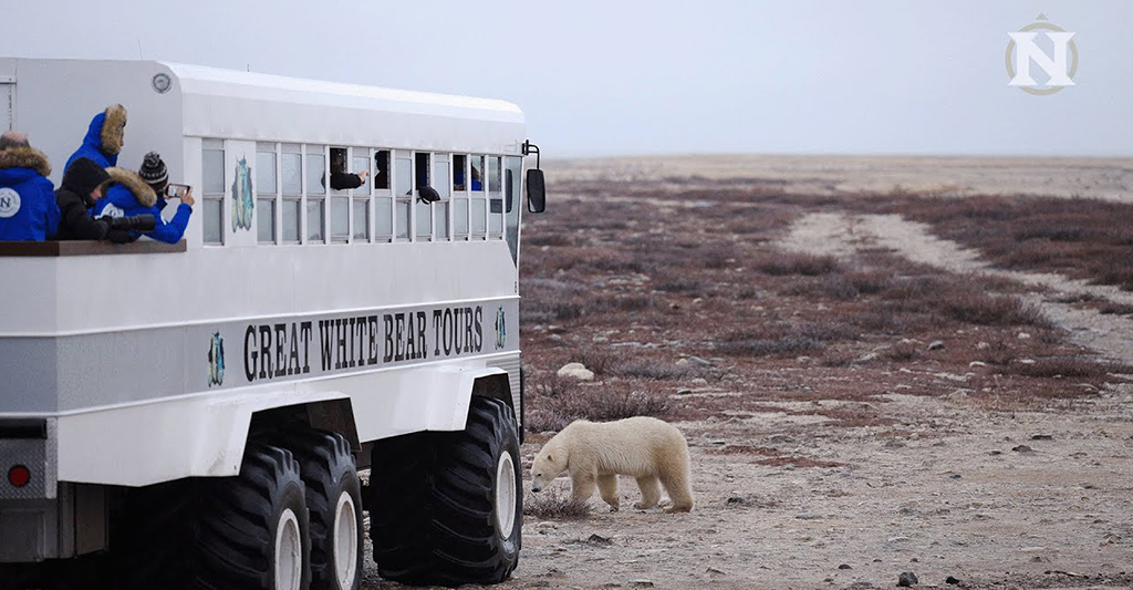 Polar Bear Videos | Natural Habitat Adventures