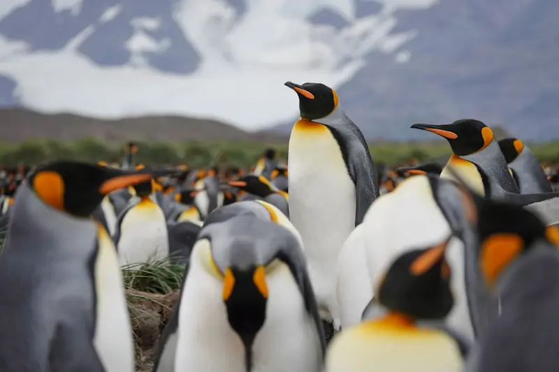 Fashion week, but make it feathers and glaciers in South Georgia.