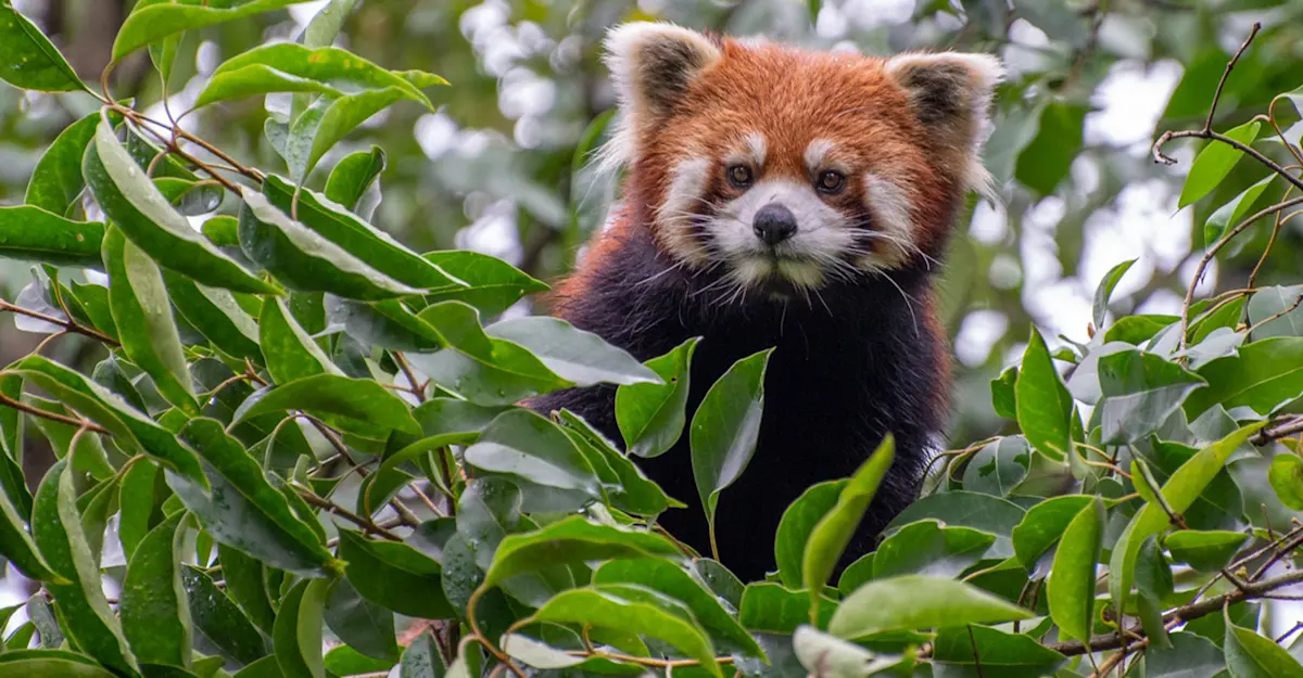 Red panda, Labahe Nature Reserve, China. 