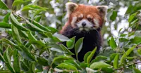 Red panda, Labahe Nature Reserve, China. 