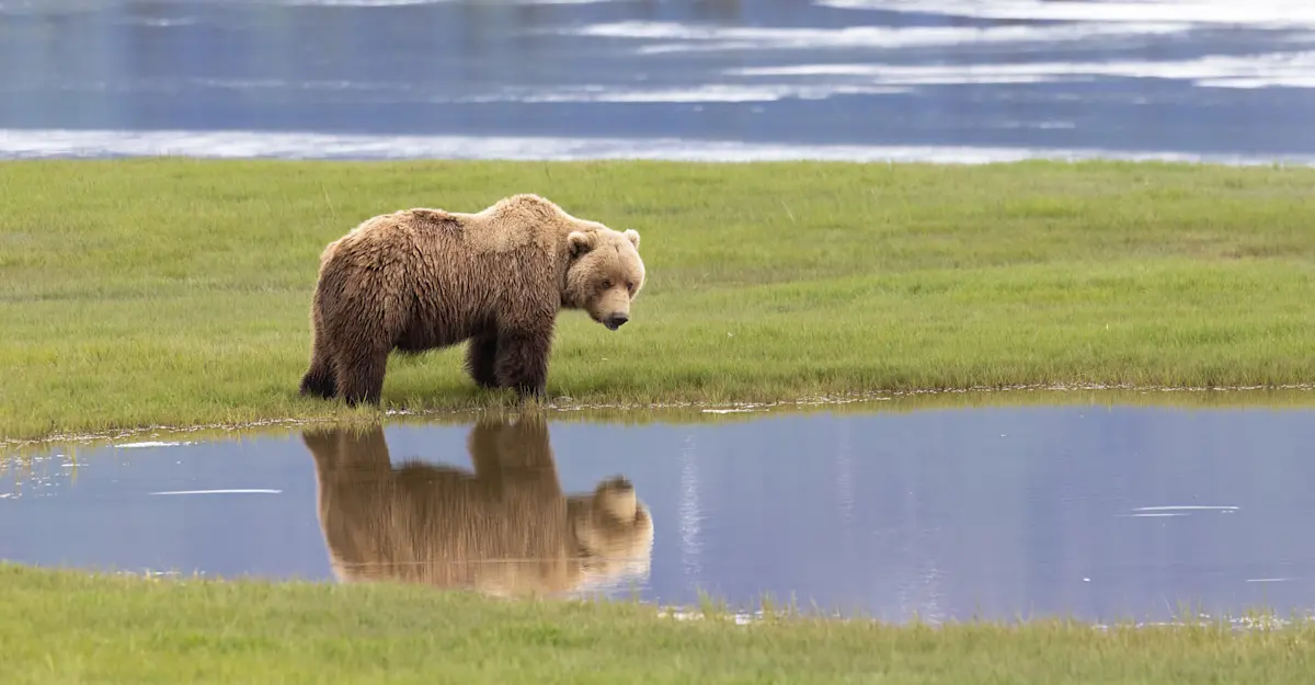 Female brown bear, Nat Hab's Alaska Bear Camp, Lake Clark National Park