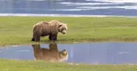 Female brown bear, Nat Hab's Alaska Bear Camp, Lake Clark National Park