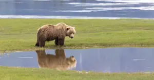 Female brown bear, Nat Hab's Alaska Bear Camp, Lake Clark National Park