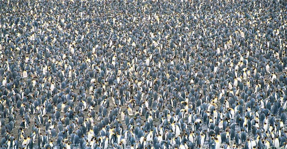 Colony of king penguins, Salisbury Bay, South Georgia Island.