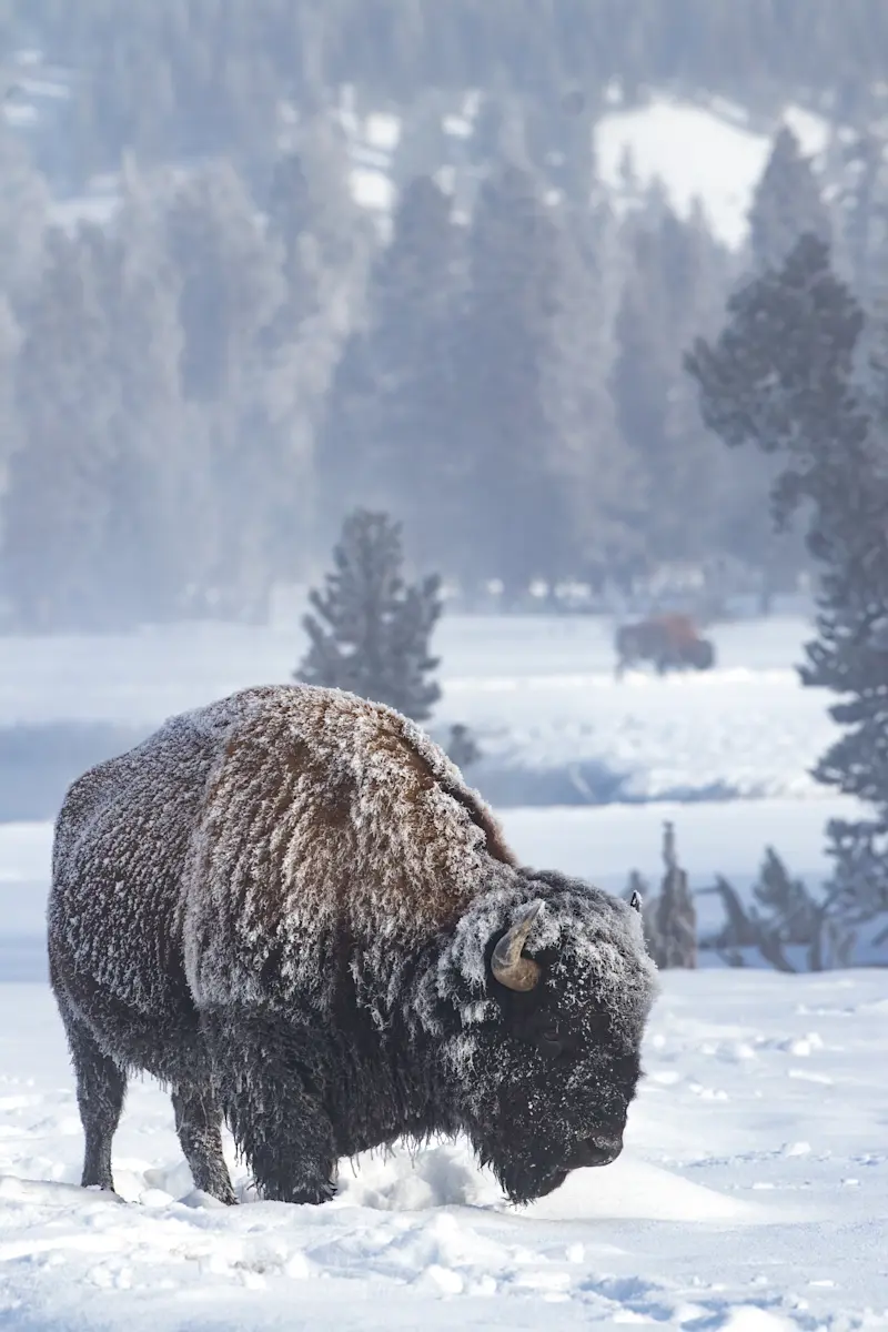 Bison, Yellowstone National Park, Wyoming.