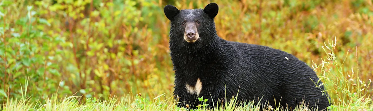 Black bear, wildlife, Haida Gwaii, Canada