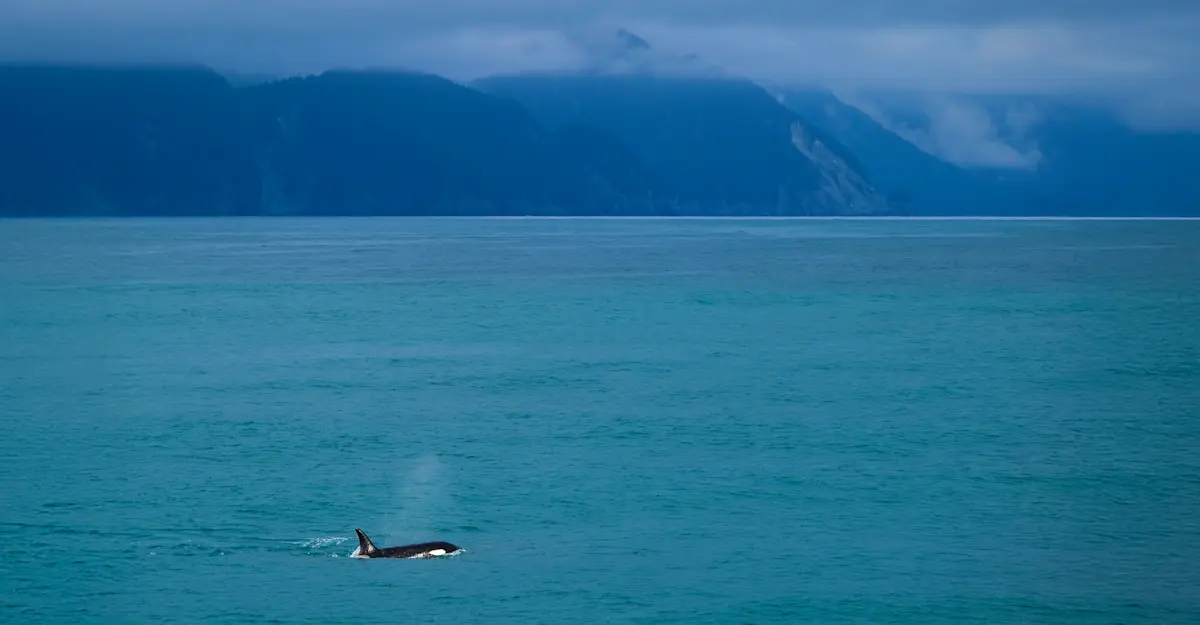 Orca whale - Kenai Fjords, Alaska