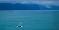 Orca whale - Kenai Fjords, Alaska