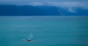Orca whale - Kenai Fjords, Alaska