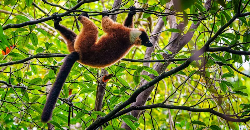 Red ruffed lemur, Masoala, Madagascar.