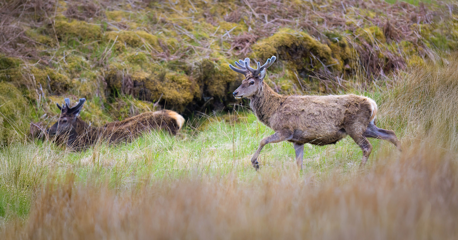 Red deer, Glen Affric Nature Preserve, Scotland.