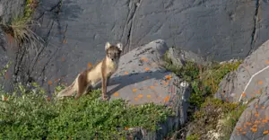 Arctic fox, Churchill, Manitoba.