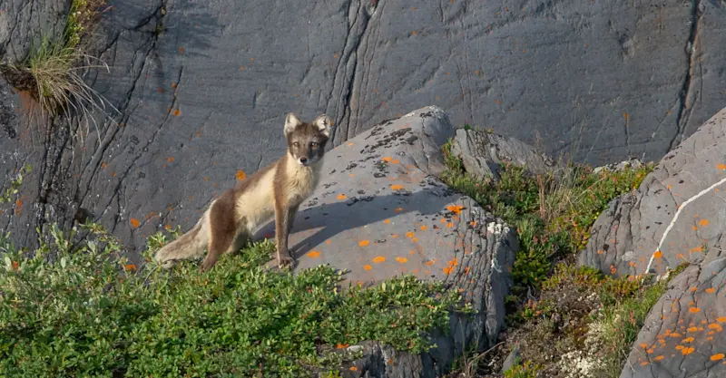 Arctic fox, Churchill, Manitoba.