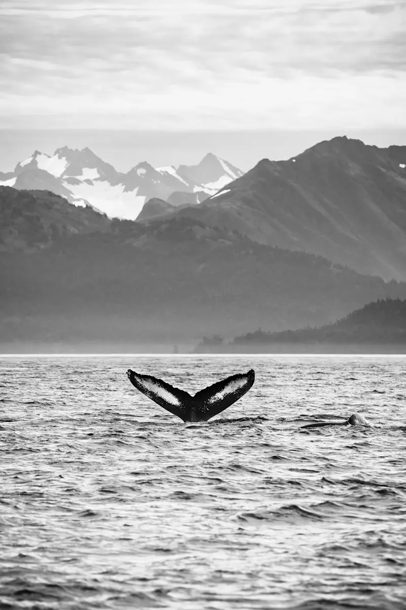 Whale fluke, Katmai coast, Alaska.