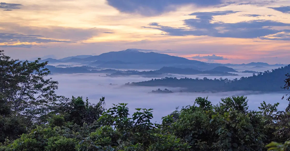 Rainforest, Borneo.