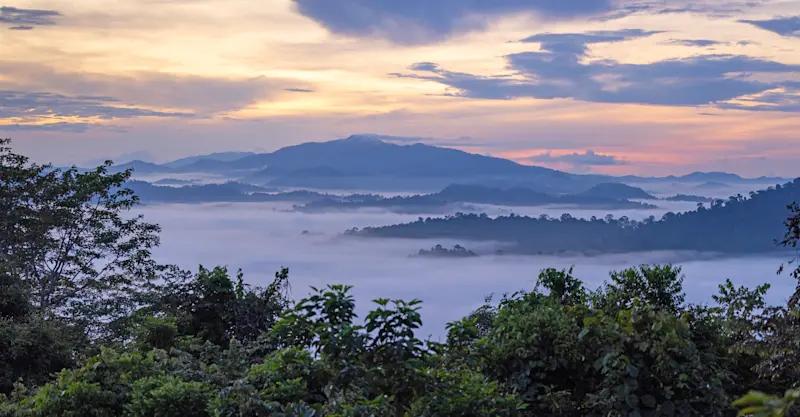 Rainforest, Borneo.