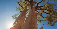 Baobab trees, Anjajavy Private Reserve, Madagascar.