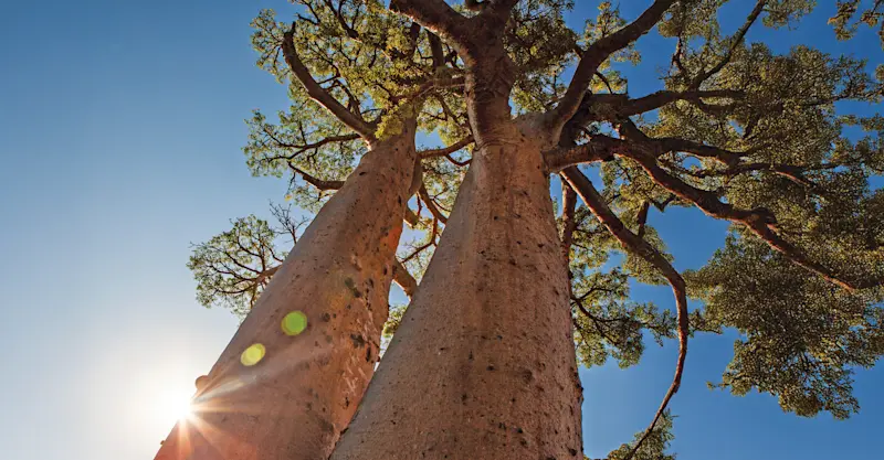 Baobab trees, Anjajavy Private Reserve, Madagascar.