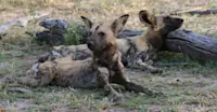 African wild dogs, Madikwe Game Reserve, South Africa.