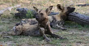 African wild dogs, Madikwe Game Reserve, South Africa.