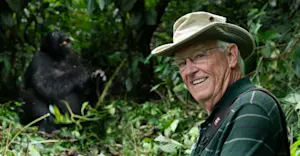 Nat Hab guest and mountain gorilla, Bwindi Impenetrable Forest National Park, Uganda.