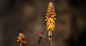 Slideshow Image Thumbnail 10 of 18